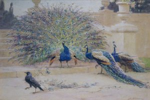 La piuma presa in prestito da John Charles Dollman